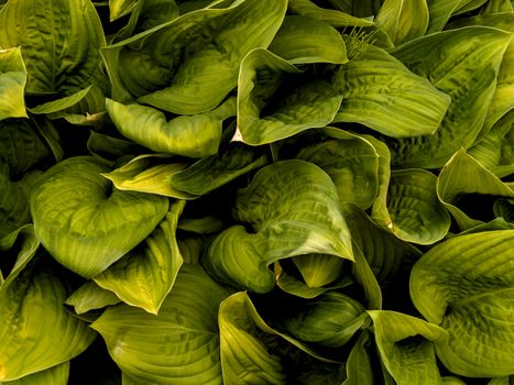 Vibrant green Hosta leaves forming a dense pattern, photographed in Bavaria.