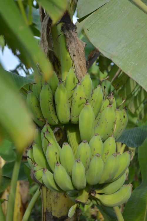 Free A vibrant bunch of green bananas growing in natural sunlight. Stock Photo