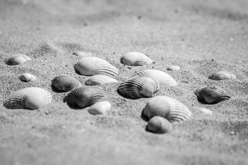 Free A collection of seashells scattered on a sandy beach in black and white. Stock Photo