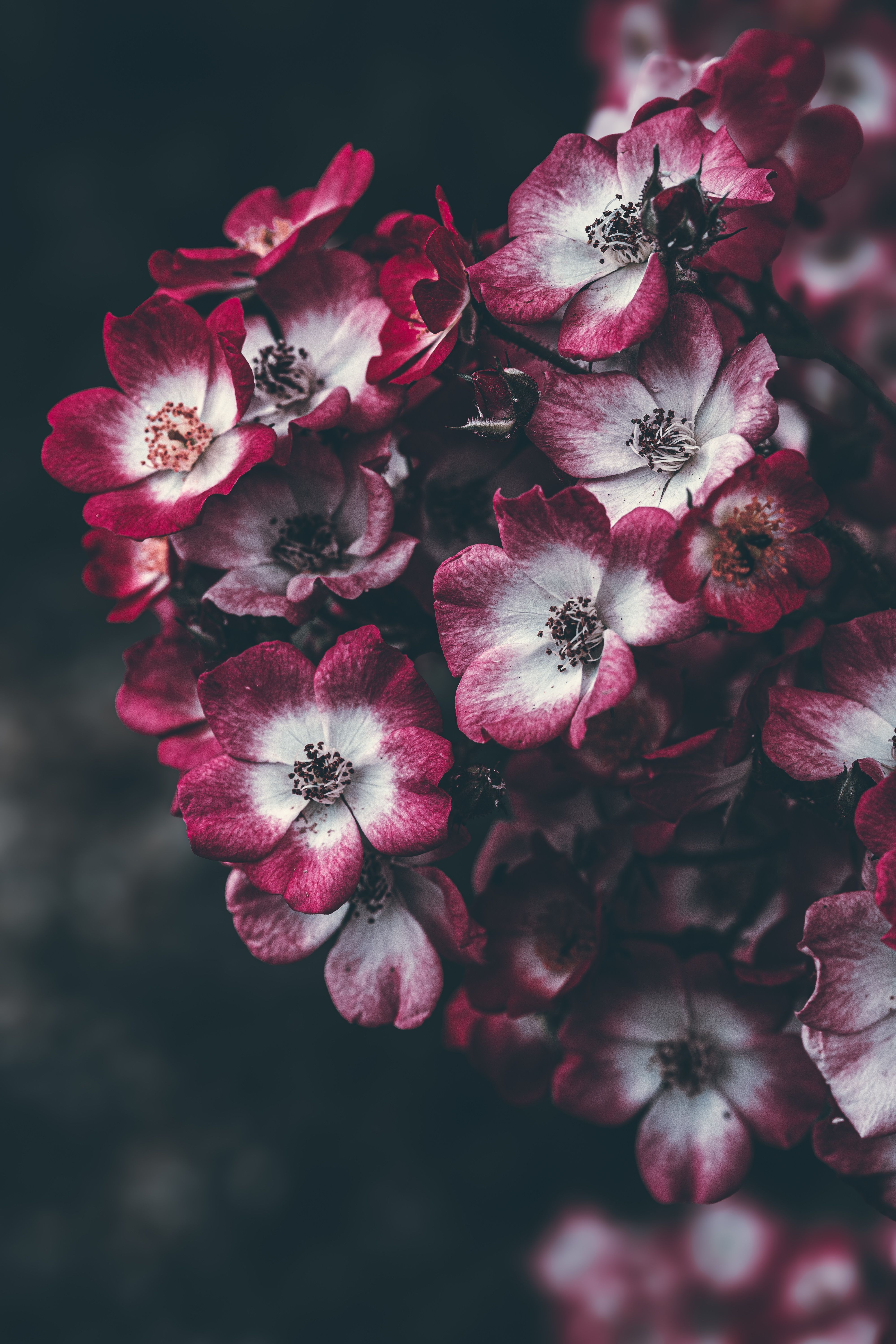 [ColoSach]-close-up-of-pink-cherry-blossoms-with-a-moody-tone,-showcasing-intricate-details-and-rich-colors.