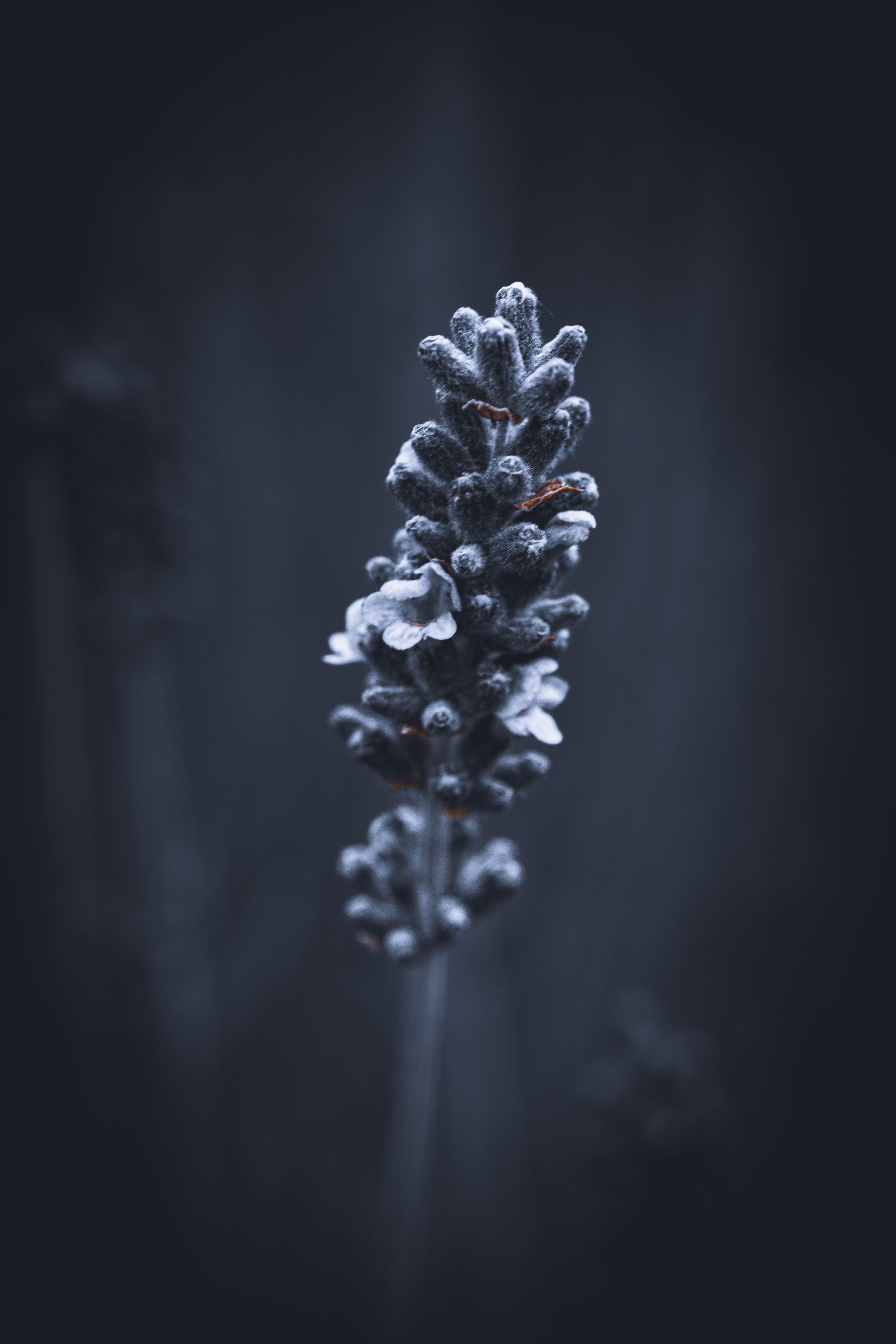 Artistic capture of a frosted lavender flower showcasing its intricate details in a cool, muted tone.