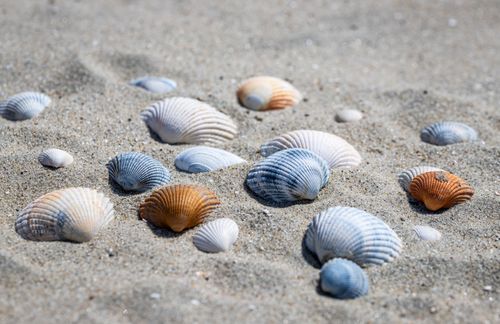 Free Close-up of various seashells on sandy beach, showcasing nature's artistry with diverse patterns and colors. Stock Photo