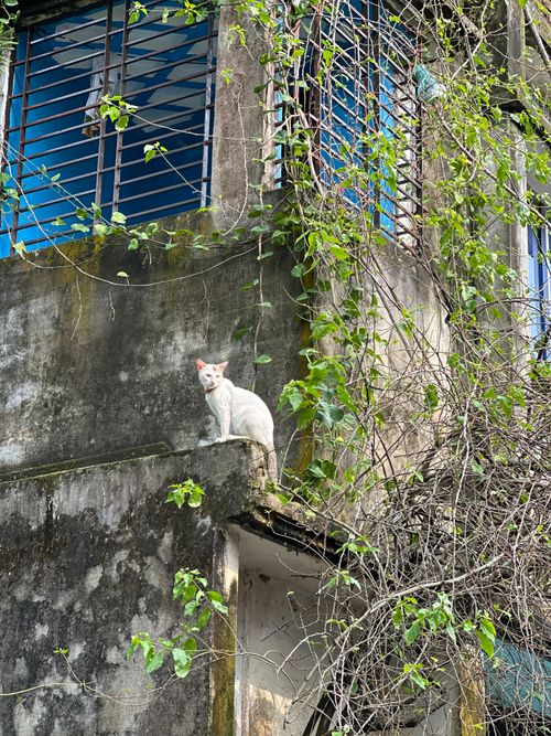 Free A white cat perched on an old balcony amidst lush greenery. Stock Photo