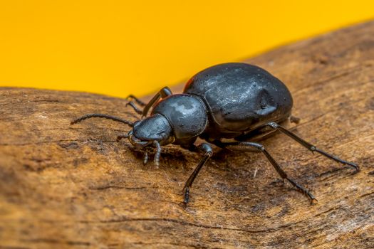 Detailed macro view of a black Meloe proscarabaeus beetle on textured wood against a vibrant yellow background.