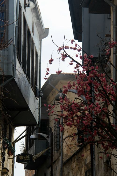 Free Narrow street scene with pink cherry blossoms framed by buildings, creating a picturesque view. Stock Photo