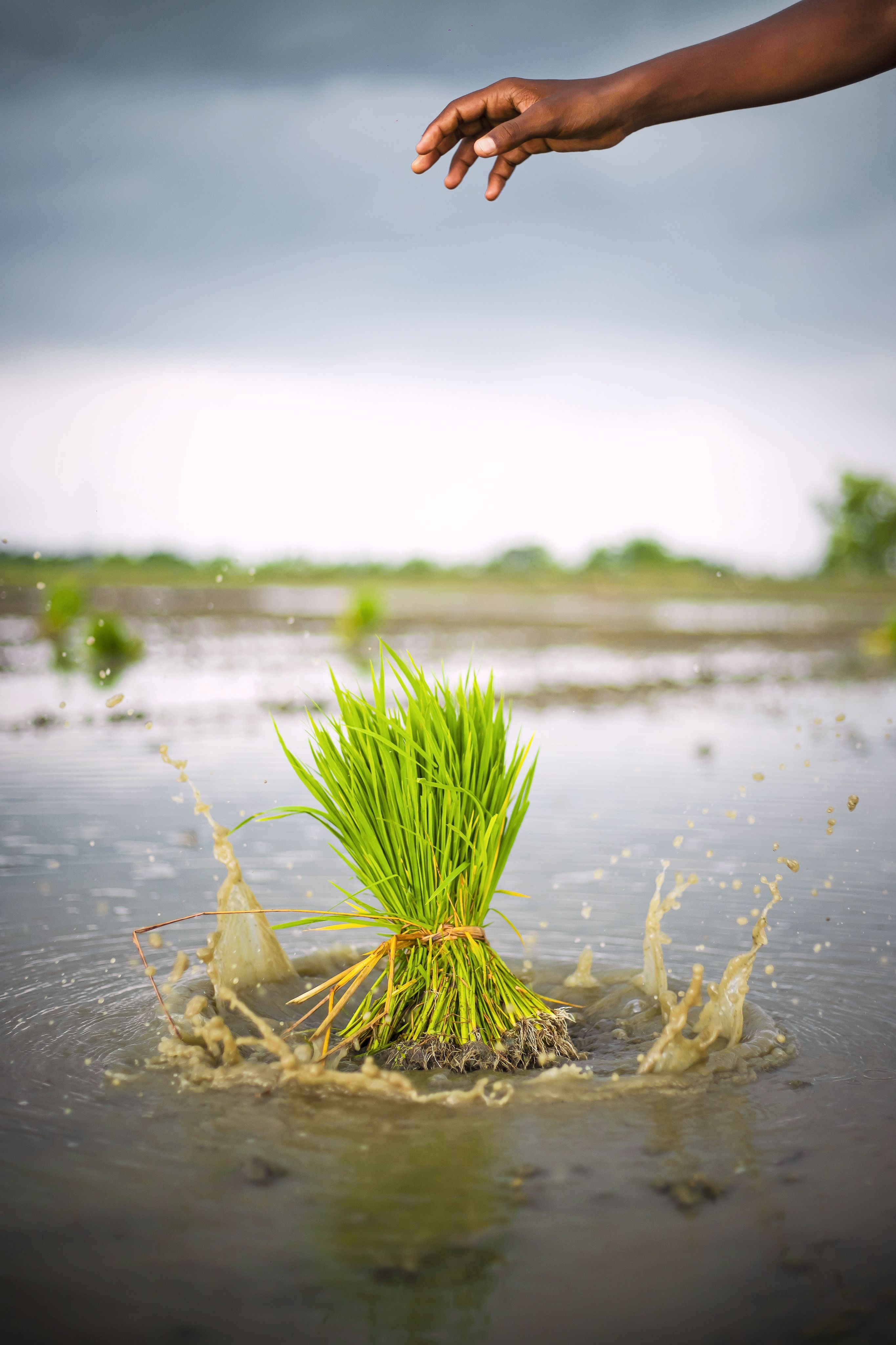 Rice planting in Maharajganj, India · Free Stock Photo