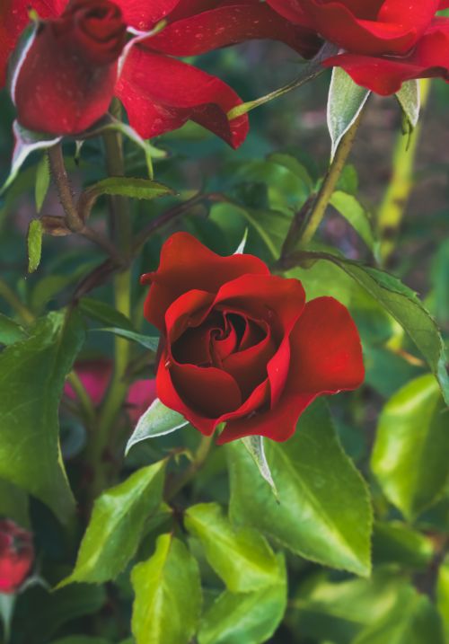 Free Close-up of a vibrant red rose surrounded by lush green foliage in a garden setting. Stock Photo