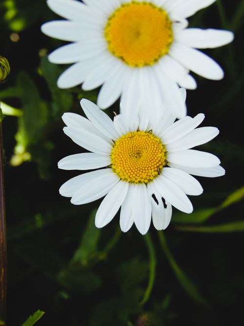 Free Vibrant daisies in Trentino-Alto Adige with rich green foliage, perfect for nature lovers. Stock Photo