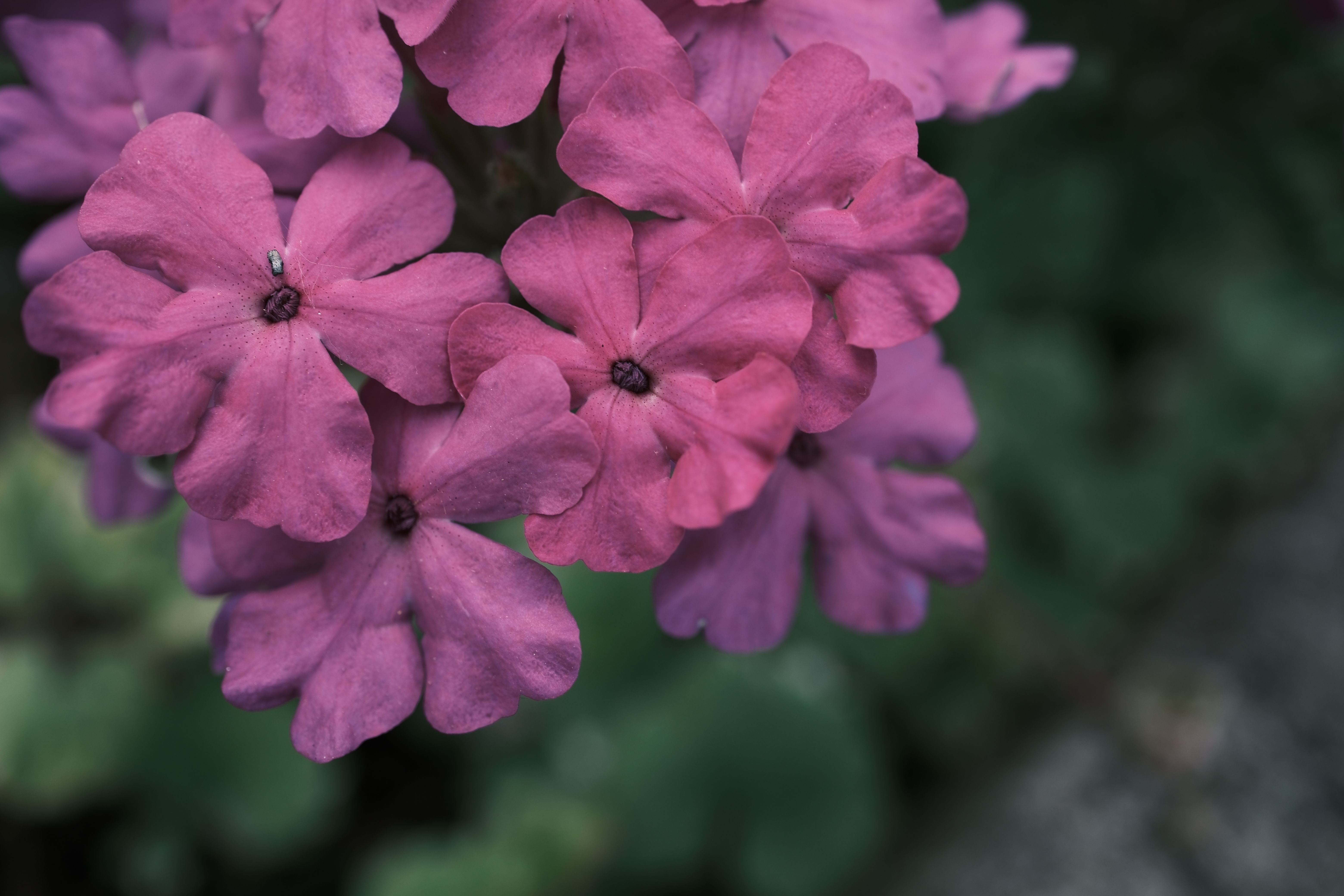 [ColoSach]-Macro view of vibrant pink Verbena flowers, showcasing delicate petal details and rich color.