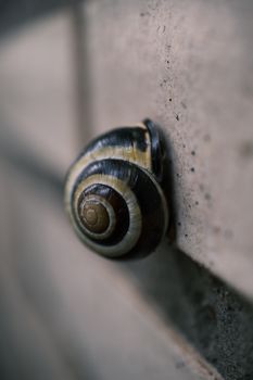 Detailed macro shot of a spiral-shelled snail crawling on a brick wall, showcasing texture.