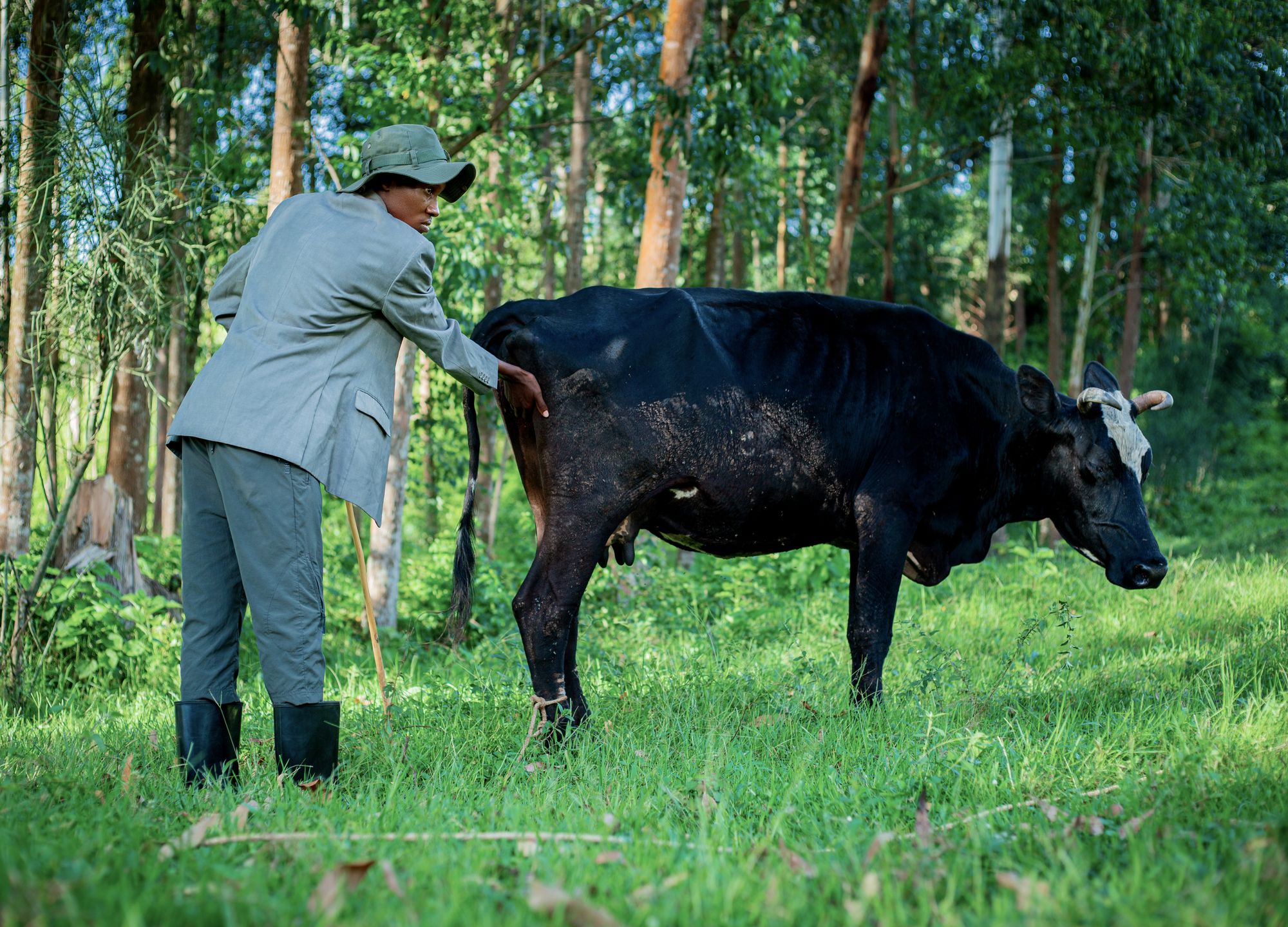 Veterinarian checking a black cow's health in a verdant forest environment.