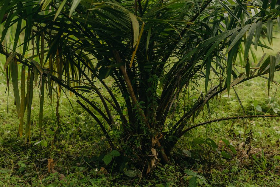 Menyusup ke Hutan Rumbia: Merasakan Hawa Rimba Saban Hati di Desa Terpencil