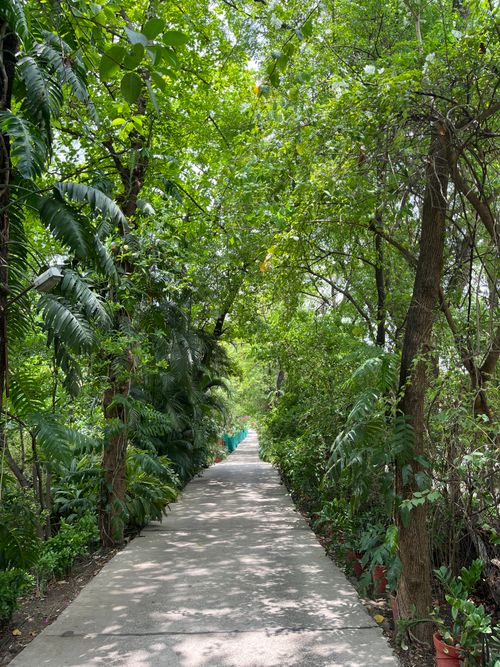 Free A peaceful walkway surrounded by lush green foliage, capturing the essence of Bhopal's natural beauty. Stock Photo