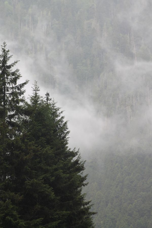 Evergreens standing in thick fog — photo by Yeşim Dereci on Pexels
