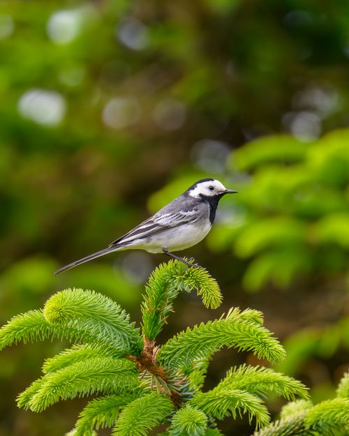 Free A white wagtail perched gracefully on a vibrant evergreen tree in lush surroundings. Stock Photo