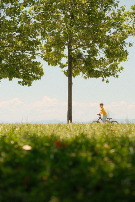 A young boy rides a bicycle under a green tree in a sunlit park.