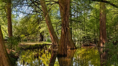 Free Peaceful scene of green cypress trees reflecting in a calm pond. Stock Photo