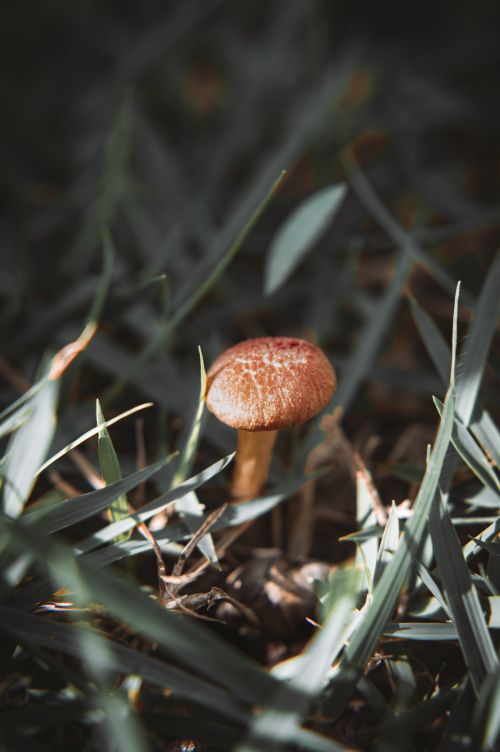 Free A small wild mushroom captured among green grass with natural sunlight. Stock Photo