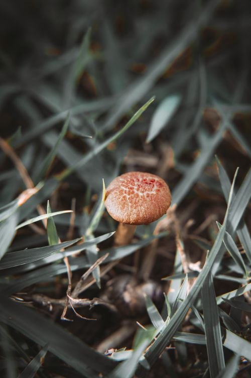 Free Detailed photo of a wild mushroom growing amidst grass, showcasing natural textures and earthy tones. Stock Photo