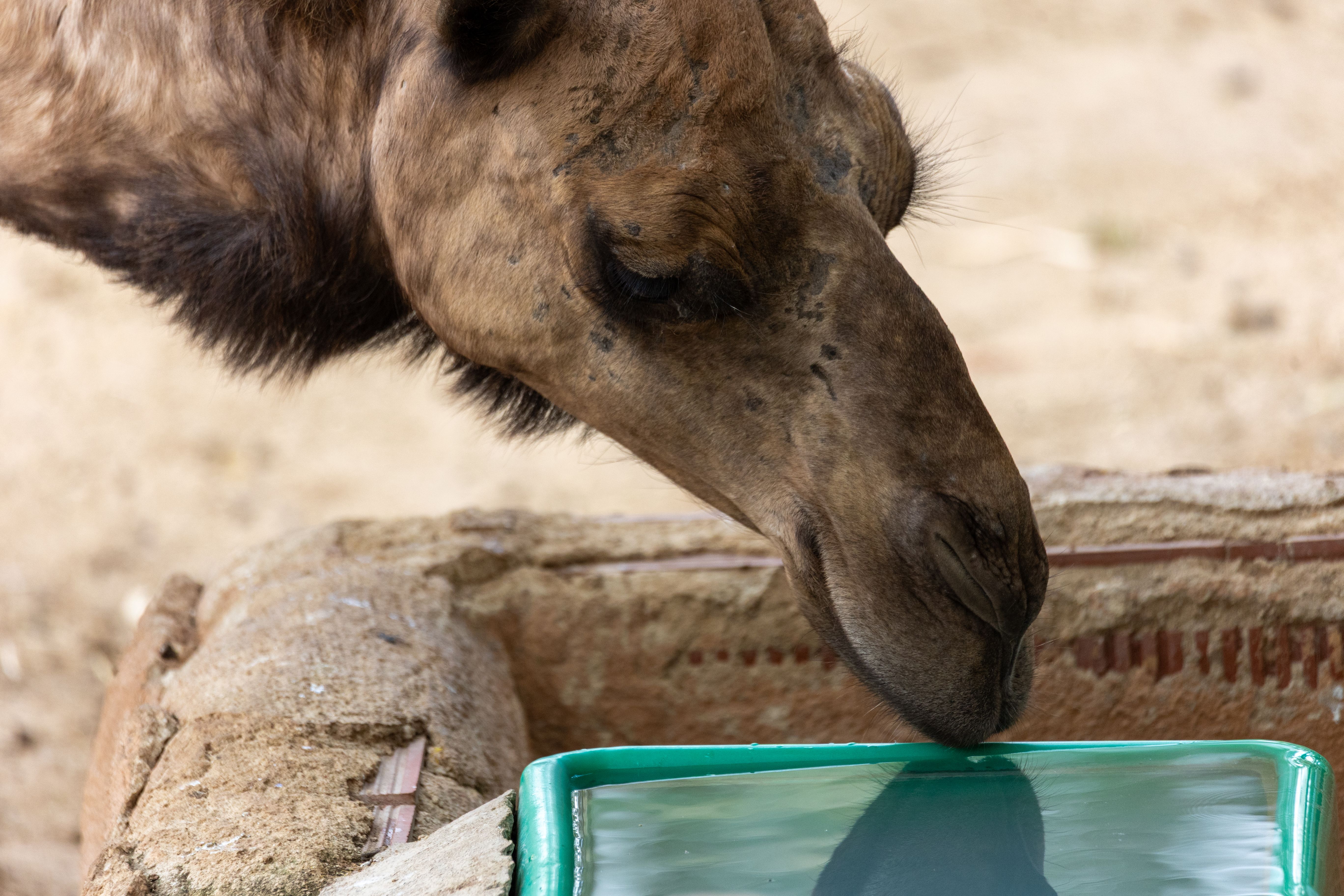 Close-up of a camel drinking water from a trough, showing its features and fur texture.