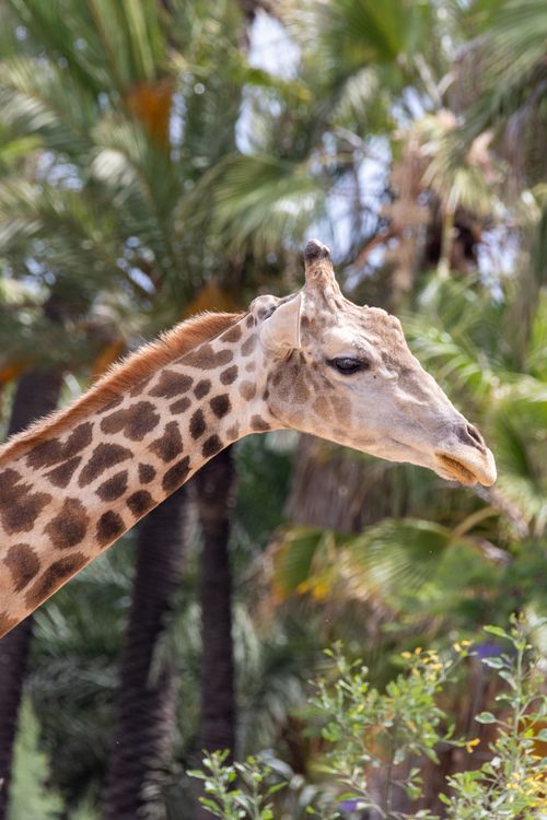 Free Profile of a giraffe standing amidst lush tropical greenery, highlighting nature's beauty. Stock Photo