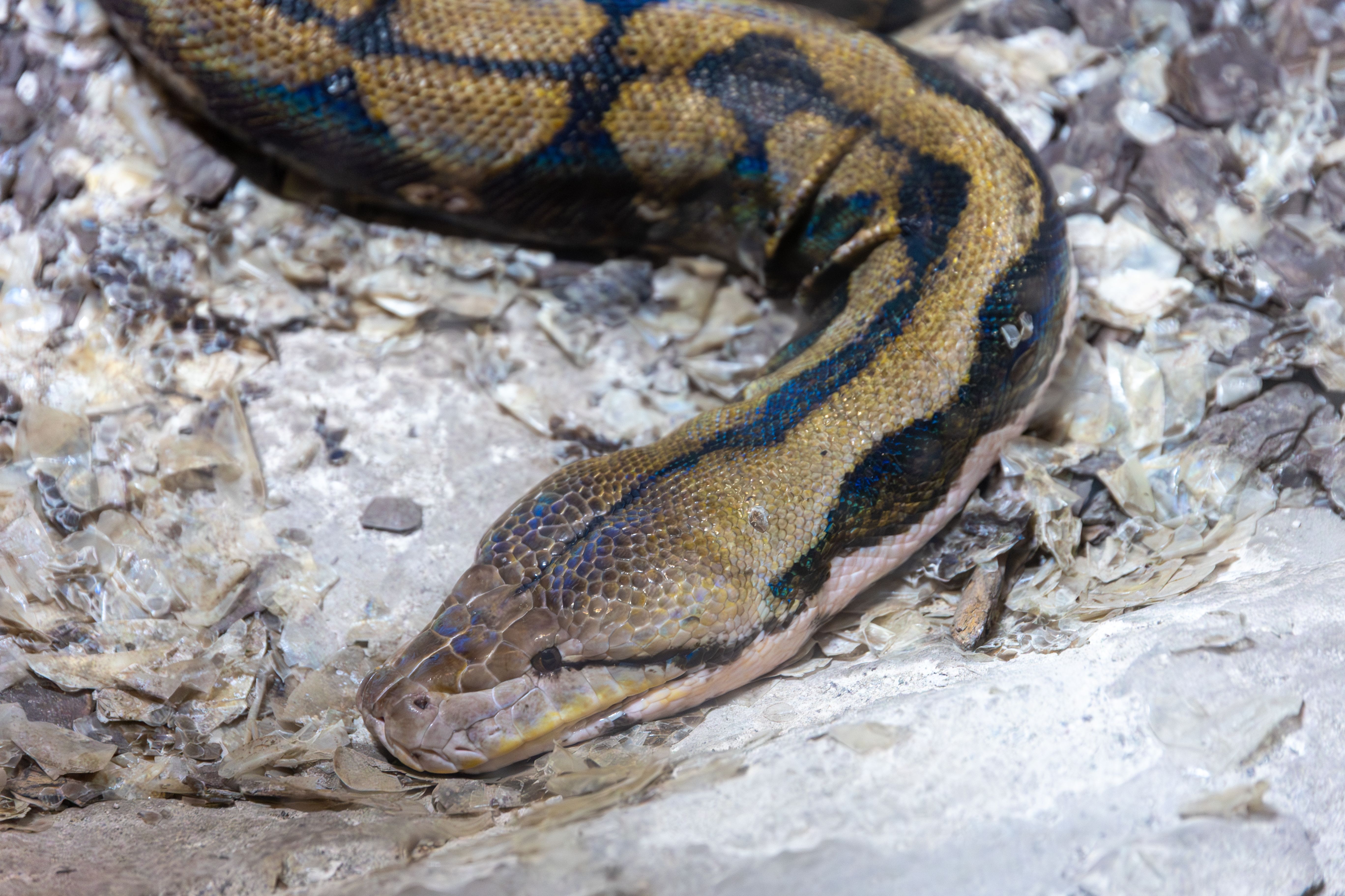 Garamba Rock Python Safari Spots: Where to Watch Ethically