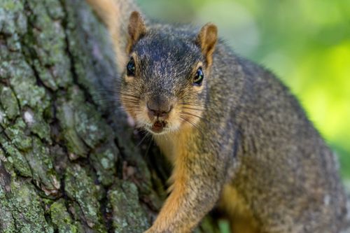 Free Detailed shot of a fox squirrel climbing on a tree with a lush green background. Stock Photo