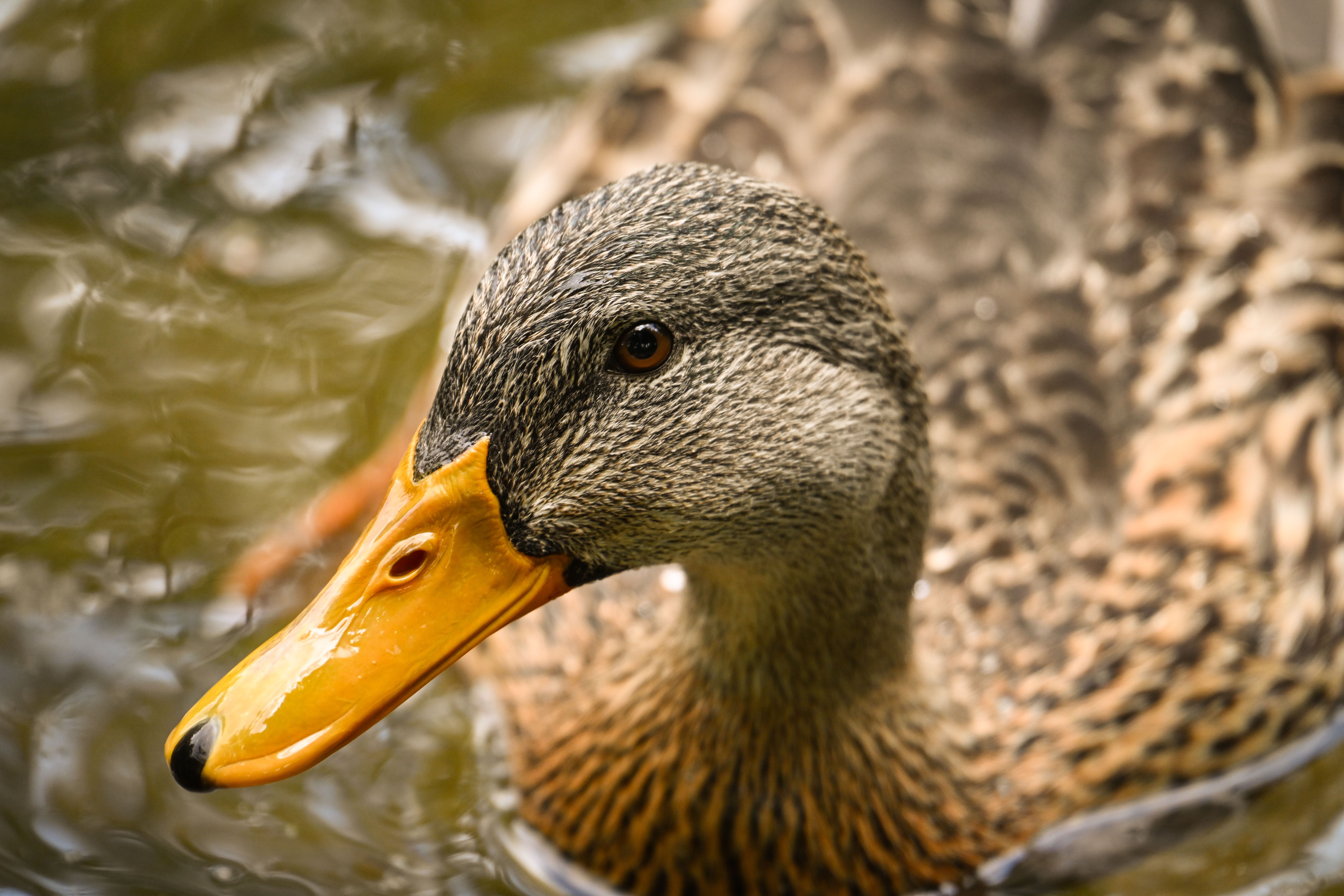 Goodies Legend and Wildlife Champion Bill Oddie Passes Away at 85