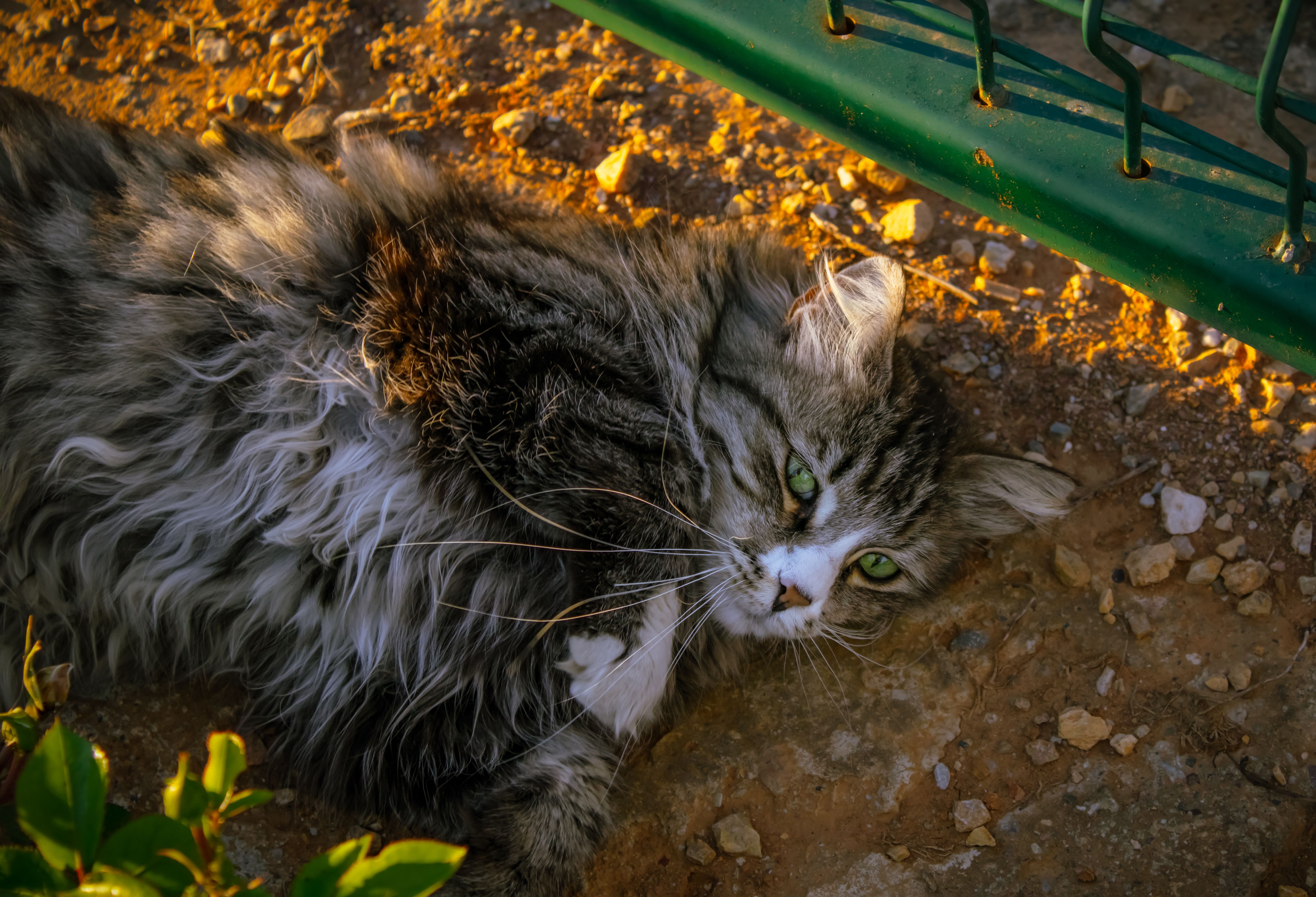 Portrait of a cat at a veterinary clinic