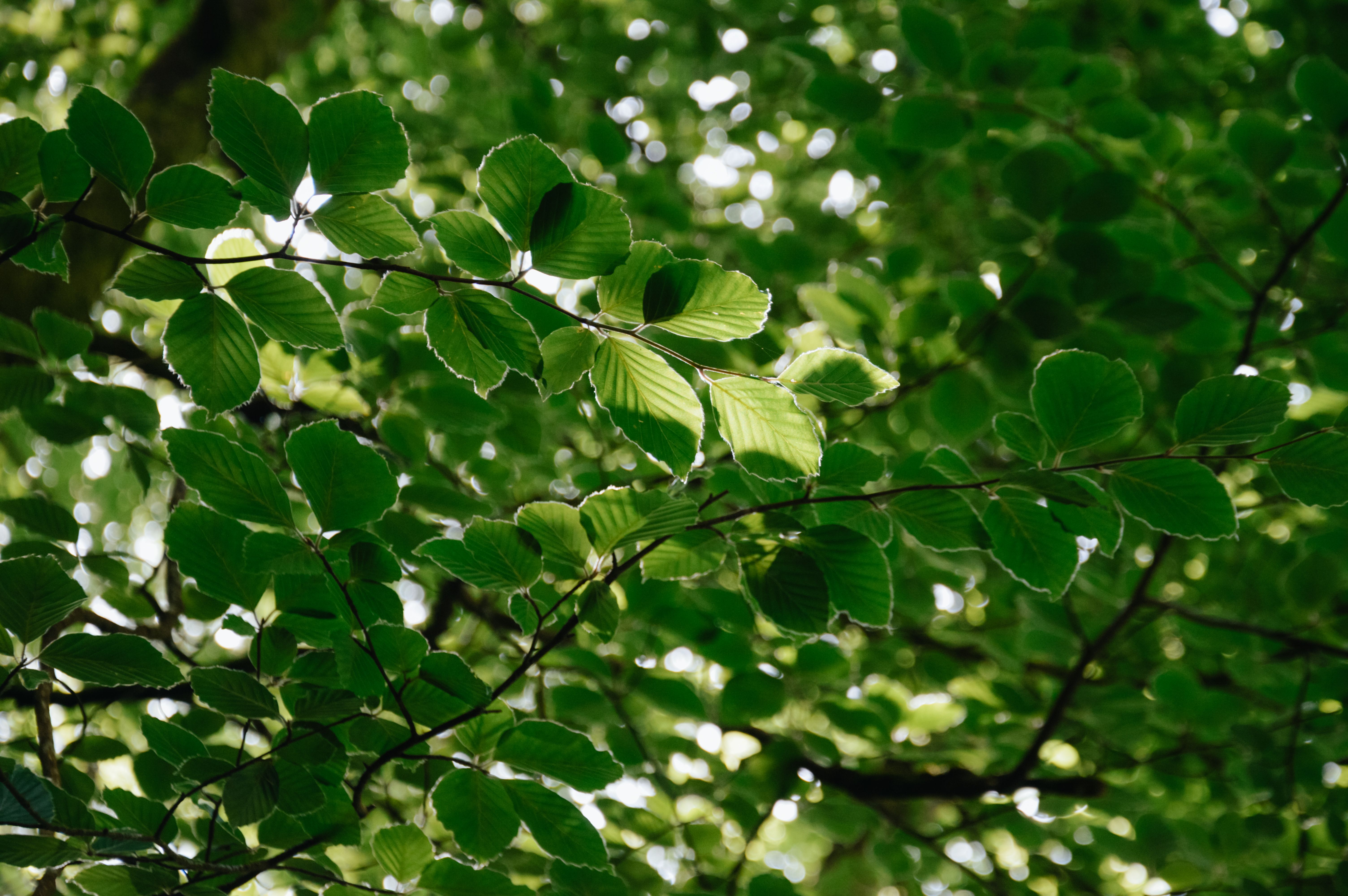 Le silence des feuilles : votre langage secret