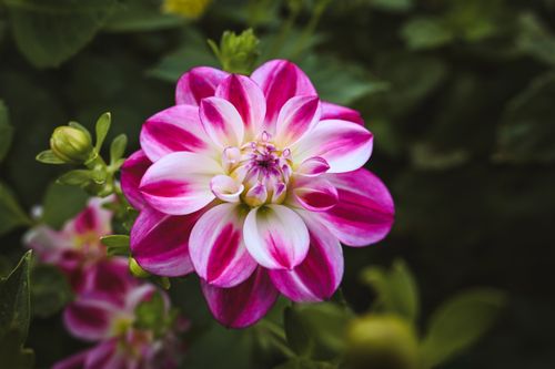 Free Close-up of a pink and white dahlia flower in full bloom surrounded by lush green foliage. Stock Photo