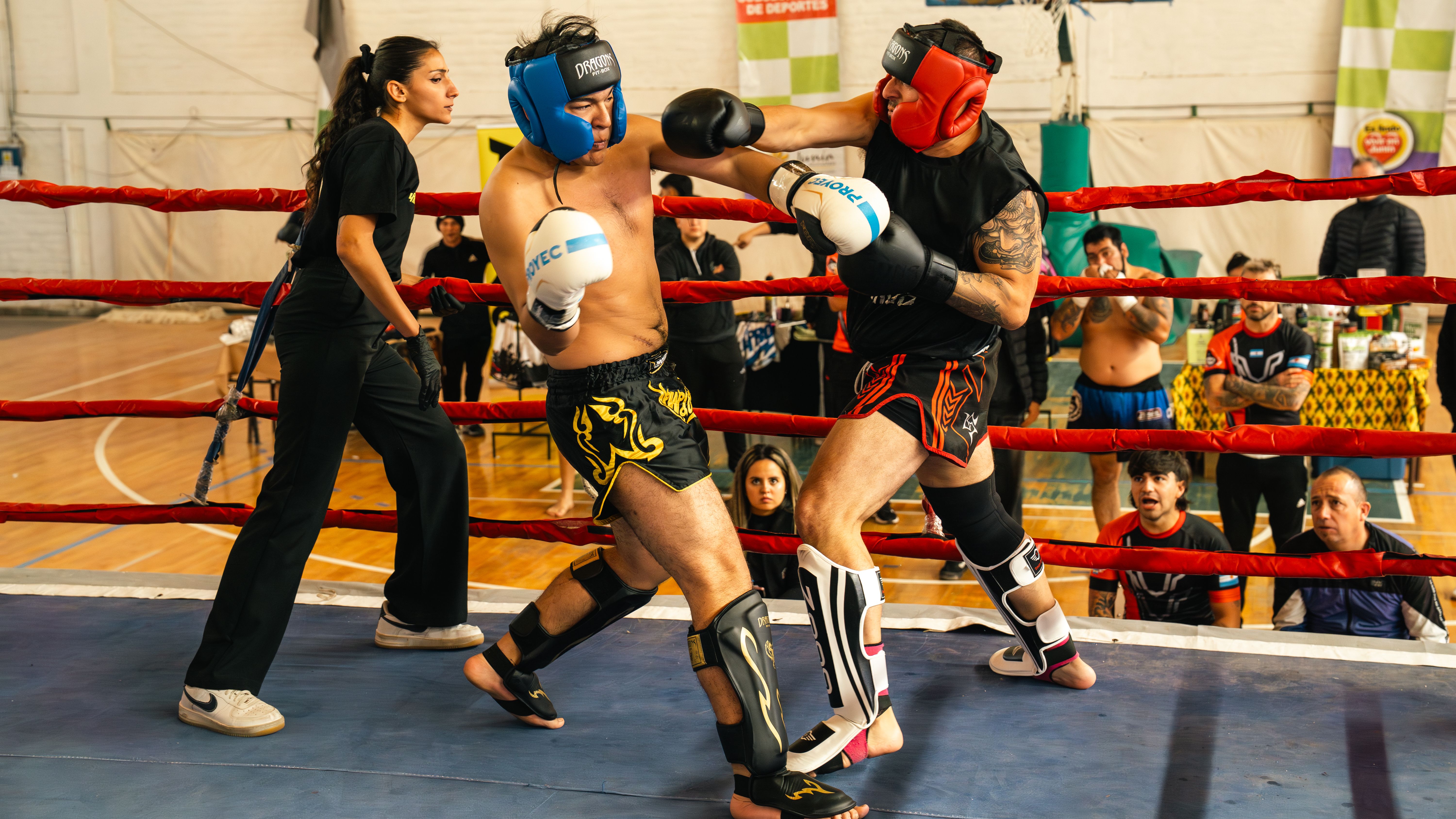 Referee examining two Thai gamecocks beside a marked ring before a regulated match