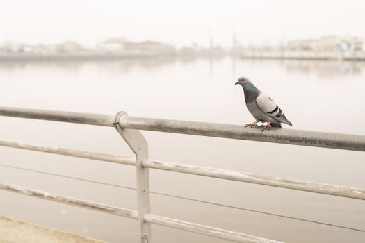 Pigeon on a metal railing overlooking a misty river in Buenos Aires, Argentina.