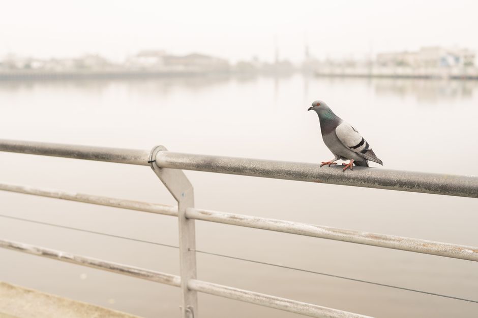 Pigeon on a metal railing overlooking a misty river in Buenos Aires, Argentina.