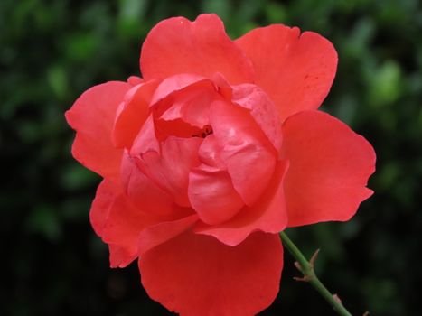 Close-up of a vibrant red rose in full bloom with lush petals against greenery.