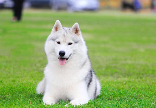 Charming Siberian husky puppy sitting on a vibrant green lawn outdoors, showcasing loyalty and cuteness.