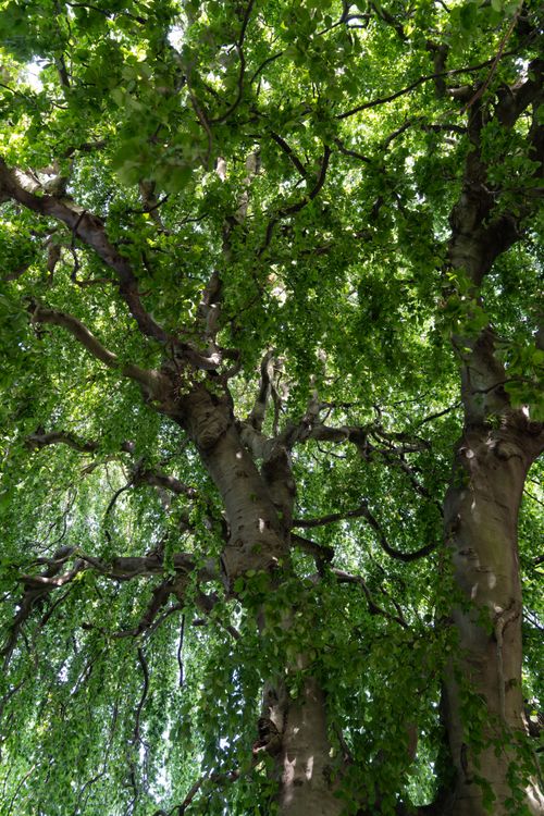 Free Lush green foliage of tall trees in Yonkers, New York. Captivating summer scenery. Stock Photo