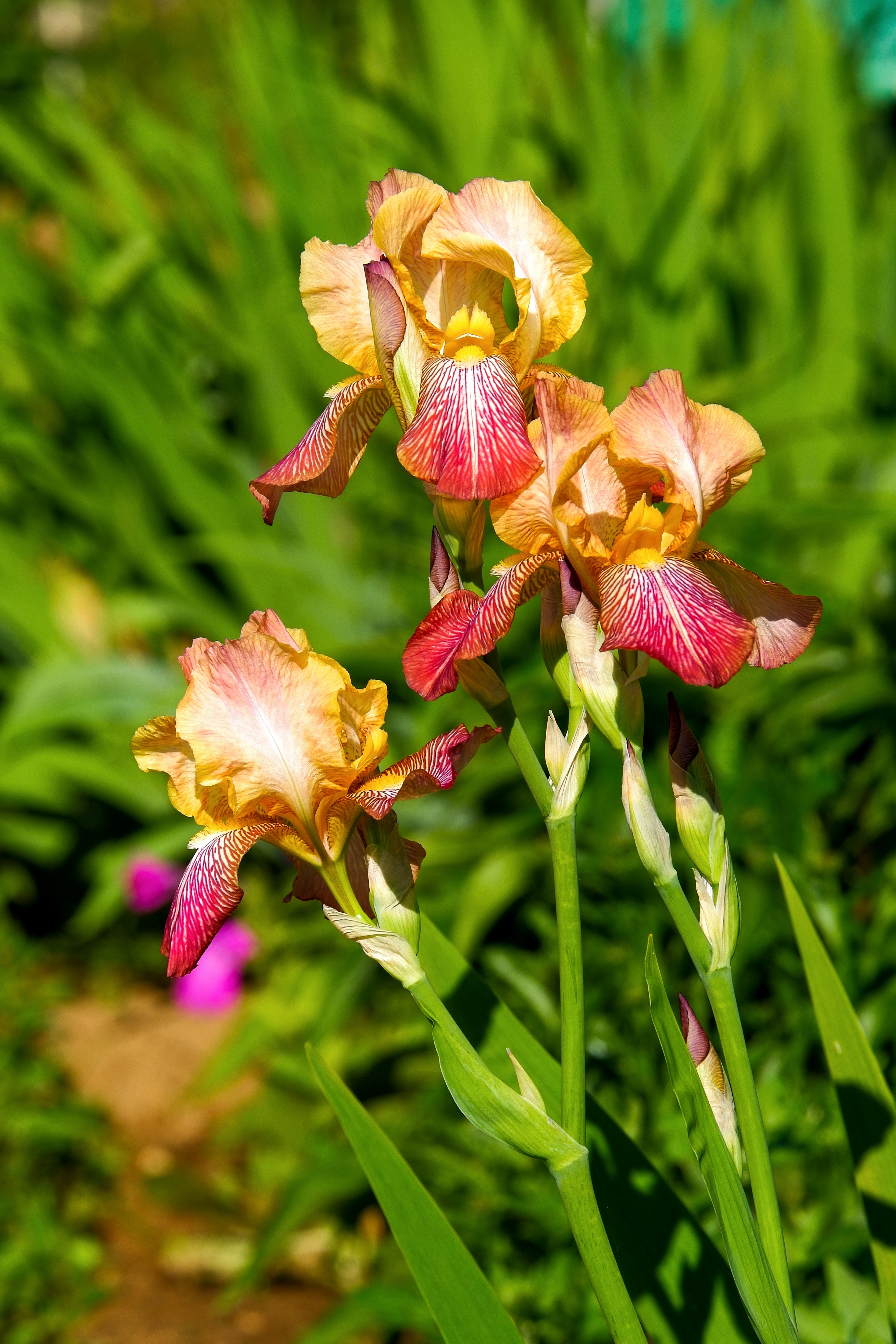 [ColoSach]-colorful-iris-flowers-blooming-in-a-sunlit-garden,-capturing-nature's-beauty.