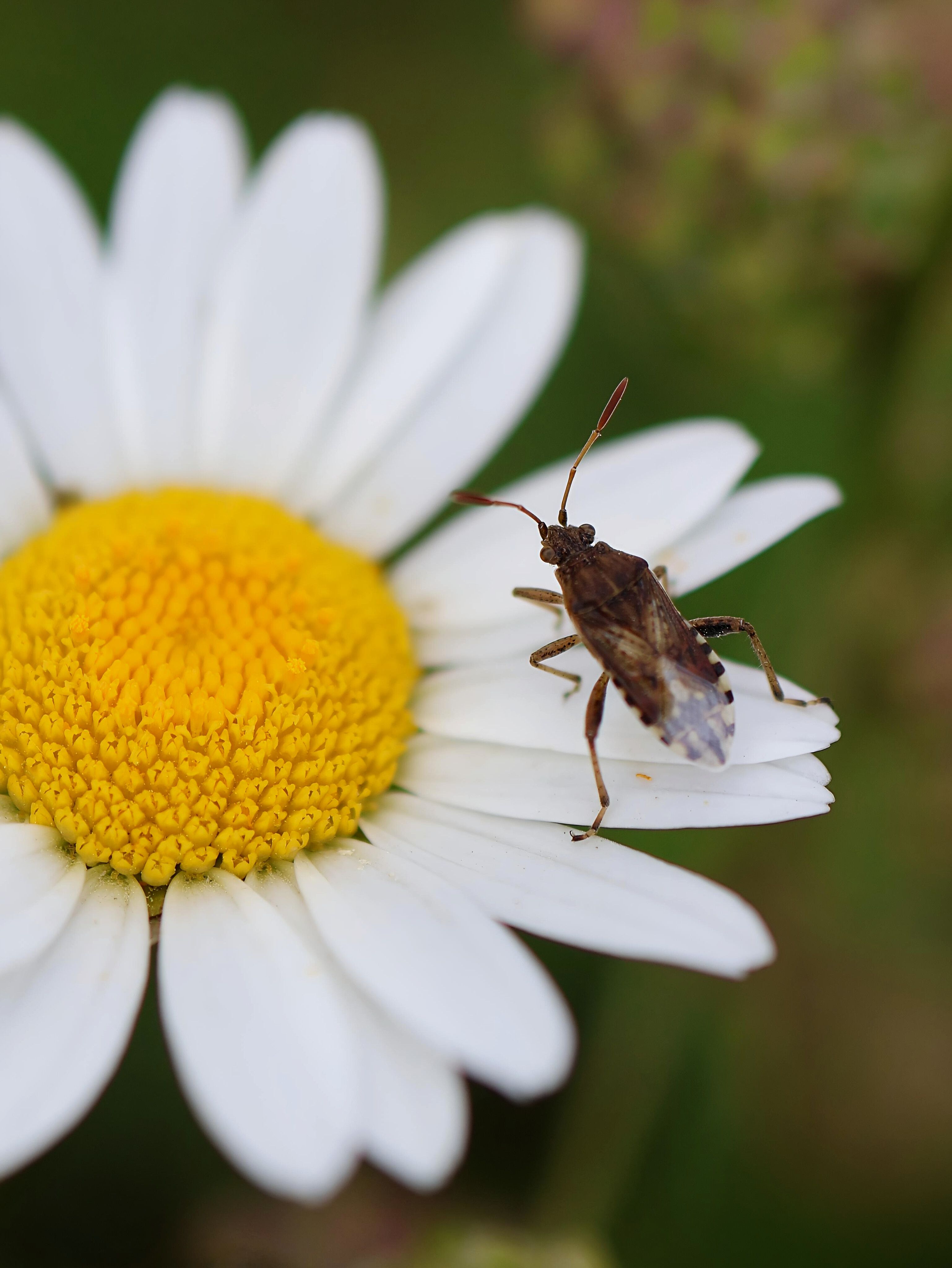 A macro shot of a brown insect on a vibrant daisy flower, showcasing nature's detail.
