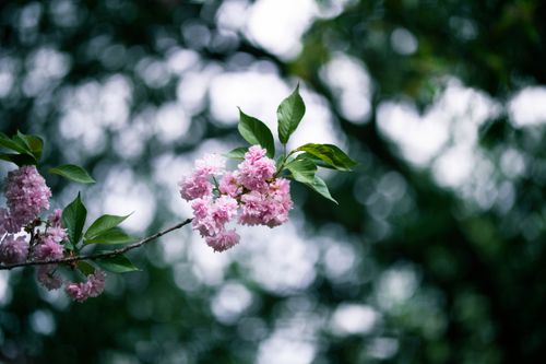 Free Detailed view of pink cherry blossoms with blurred background, symbolizing spring. Stock Photo
