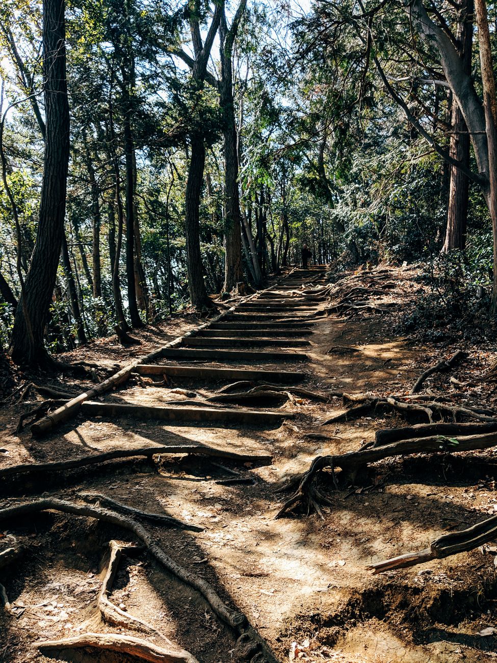 高尾山の全8登山ルート一覧|コース別の難易度・所要時間・距離を比較