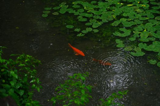 Peaceful scene of orange koi fish in a lily-covered pond during rainy day.