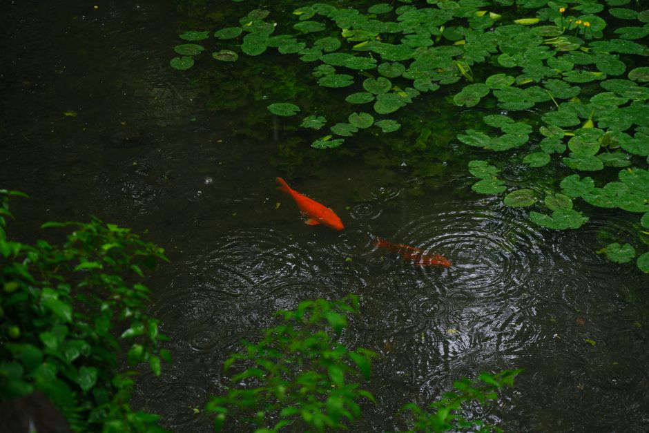 Peaceful scene of orange koi fish in a lily-covered pond during rainy day.