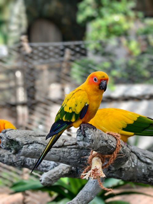 Free Colorful sun conure parrot perched on a branch with a blurred natural backdrop. Stock Photo