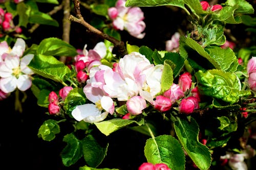 淺焦點攝影的粉紅色花朵