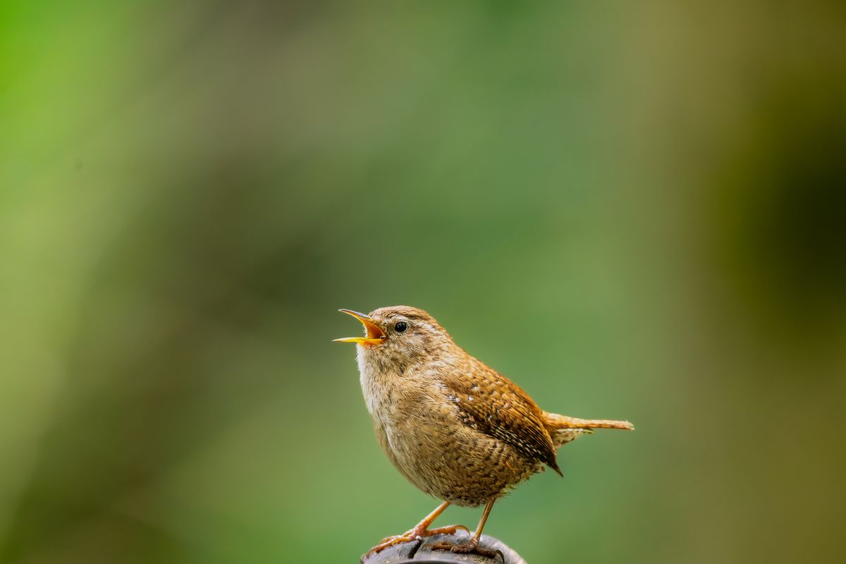 chant d oiseaux - Sept chants d’oiseaux fréquents à reconnaître au jardin