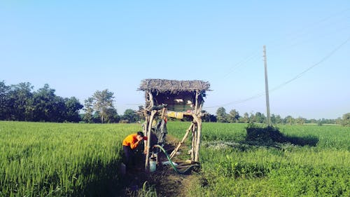 Δωρεάν στοκ φωτογραφιών με αγρόκτημα, γαλάζιος ουρανός, ινδικό αγρόκτημα