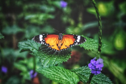 Butterfly Perched on Green Leaf in Close Up Photography