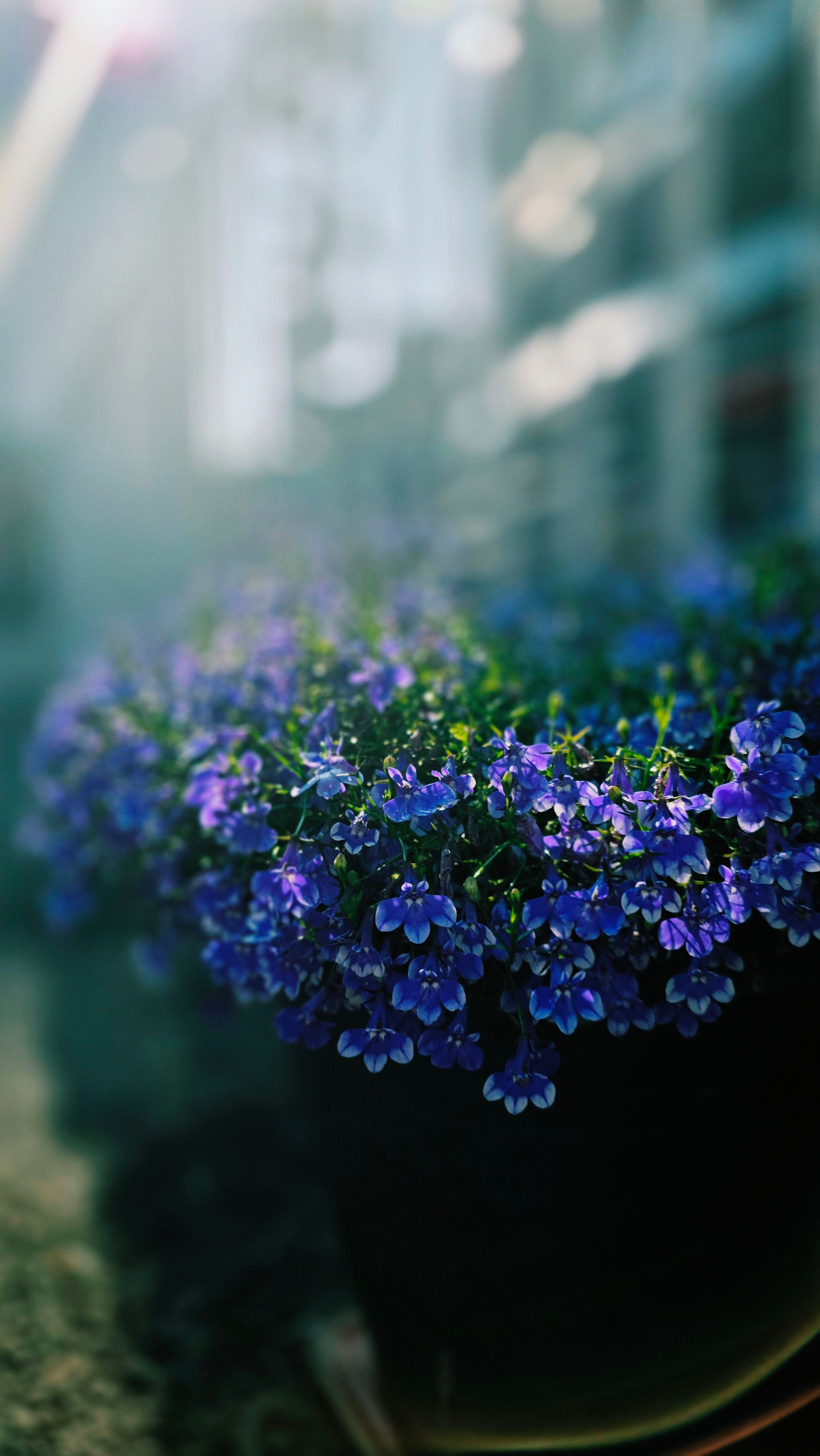[ColoSach]-close-up-of-vibrant-purple-lobelia-flowers-in-a-sunlit-garden-setting-in-south-korea.