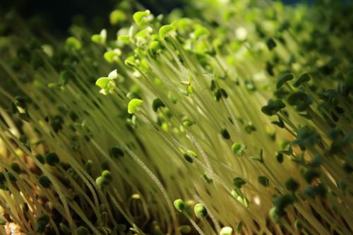 Free Macro photograph showcasing thriving young sprouts basking in sunlight. Stock Photo